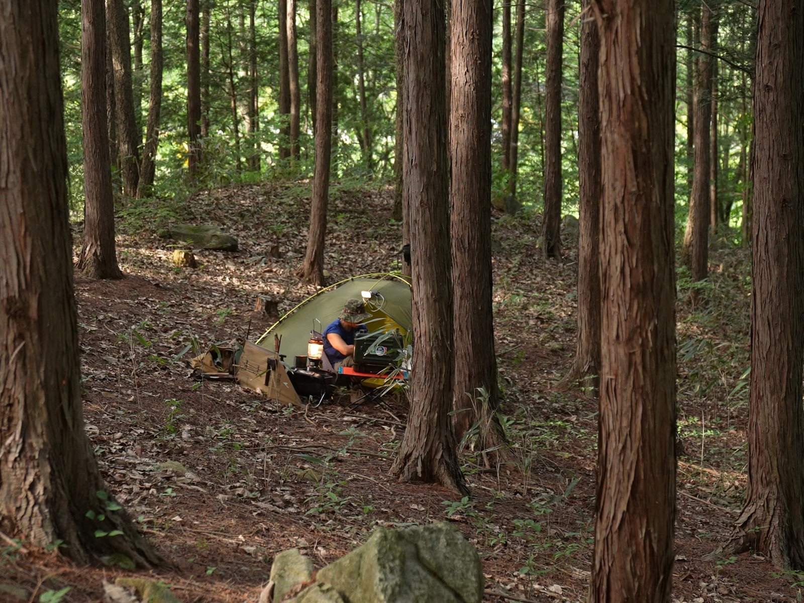 Forest floor rest shot